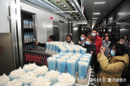 小蘑菇撬動大財富，虛擬就業與生物科技共筑鄒城脫貧路